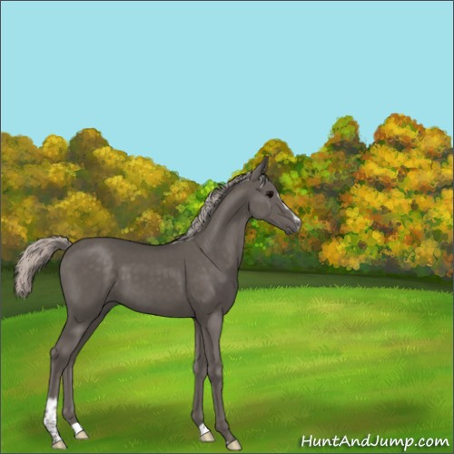 Horse Color:Silver Black Sabino 
