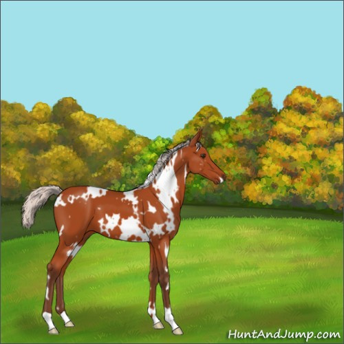 Horse Color:White Spotted Silver Brown 