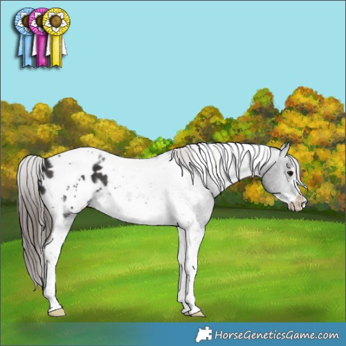 Horse Color:Smoky Black Tobiano Frame Appaloosa 