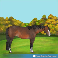 Horse Color:Brown 