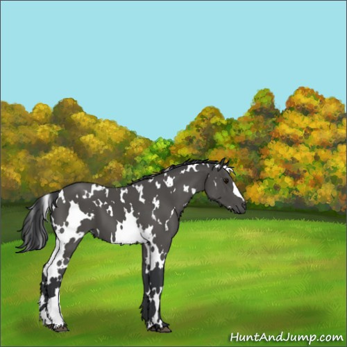 Horse Color:White Spotted Black 