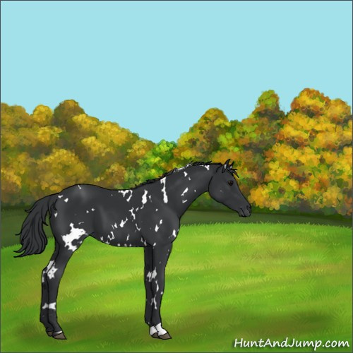 Horse Color:White Spotted Black 