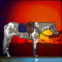 Horse Color:White Spotted Grullo 