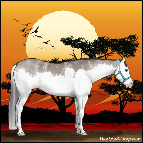 Horse Color:White Spotted Grullo Splash Rabicano 