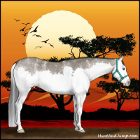 Horse Color:White Spotted Grullo Splash Rabicano