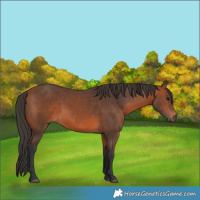 Horse Color:Bay 