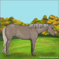 Horse Color:Silver Grullo 