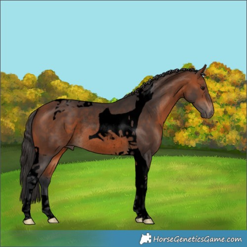 Horse Color:Void Bay Tobiano Rabicano 