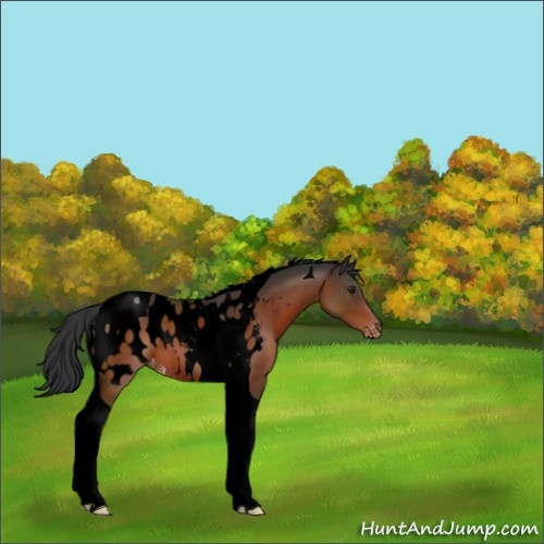 Horse Color:Void Brown Tobiano Appaloosa 
