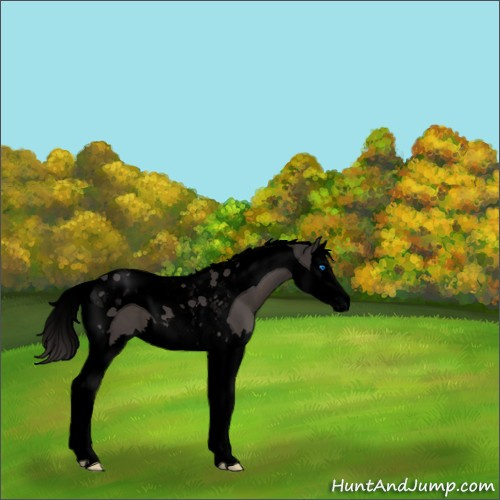 Horse Color:Void Smoky Black Splash Tobiano 