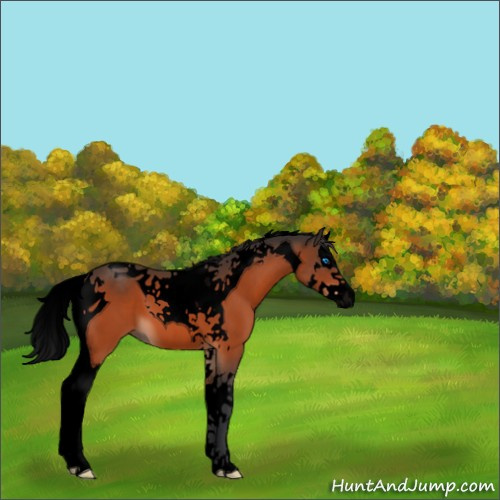 Horse Color:Void Bay Splash Tobiano 