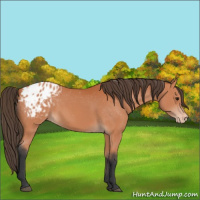 Horse Color:Bay Appaloosa 