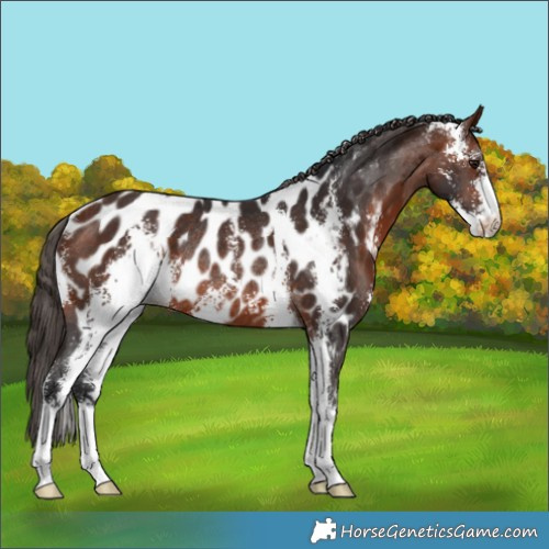 Horse Color:Bay Sabino Appaloosa Rabicano 