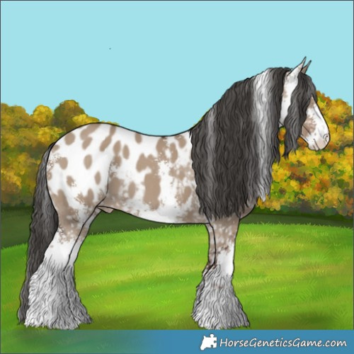 Horse Color:Liver Red Dun Sabino Appaloosa 