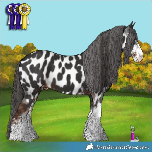 Horse Color:Liver Chestnut Sabino Appaloosa 