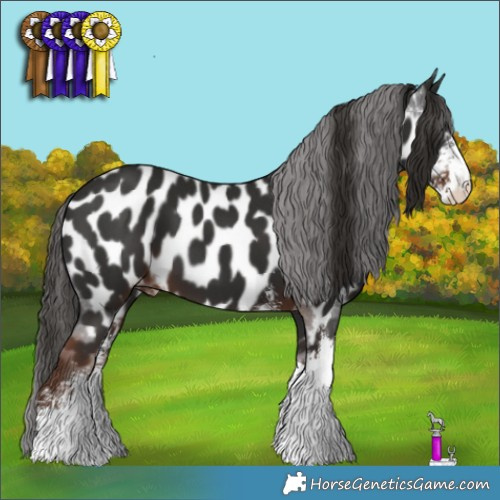 Horse Color:Liver Chestnut Sabino Appaloosa 