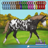 Horse Color:Liver Chestnut Sabino Appaloosa