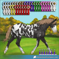 Horse Color:Liver Chestnut Sabino Appaloosa 