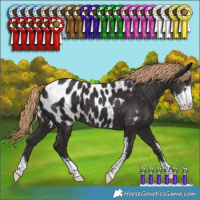Horse Color:Liver Chestnut Sabino Appaloosa