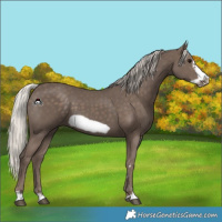 Horse Color:Silver Black Frame 