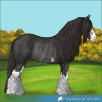 Horse Color:Liver Chestnut Sabino Rabicano 