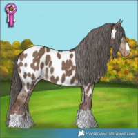 Horse Color:Liver Red Dun Near Leopard 