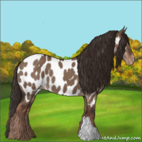 Horse Color:Liver Red Dun Appaloosa 