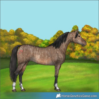 Horse Color:Brown Dun  and Brown Dun 