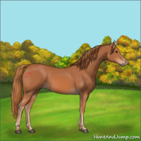 Horse Color:Chestnut 