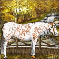 Horse Color:Bay Splash Tobiano Leopard  and Bay Splash Tobiano Near Leopard 