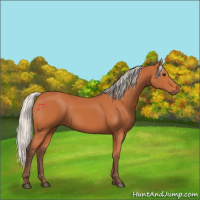 Horse Color:Silver Bay 