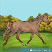 Horse Color:Red Dun