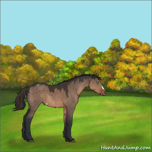 Horse Color:Brown Dun Appaloosa 