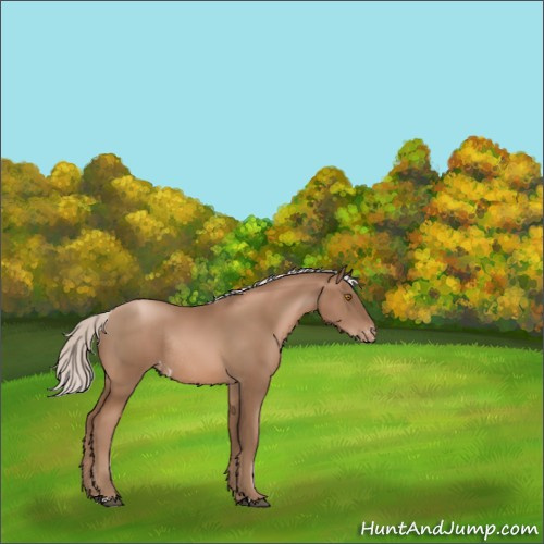 Horse Color:Silver Black Pearl Appaloosa Rabicano 