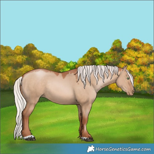 Horse Color:Silver Brown Pearl Dun Rabicano 