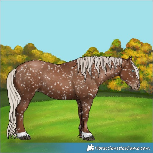 Horse Color:Gray Silver Black Pearl Appaloosa Rabicano 
