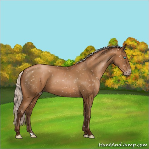 Horse Color:Gray Silver Buckskin Pearl Appaloosa 