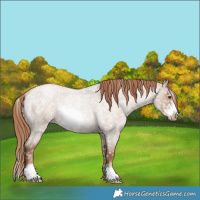 Horse Color:Grullo Roan Pearl Frame Appaloosa Rabicano 