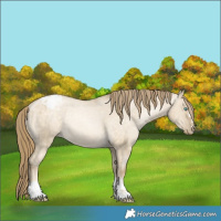 Horse Color:Buckskin Pearl Dun Varnish Rabicano Brindle 