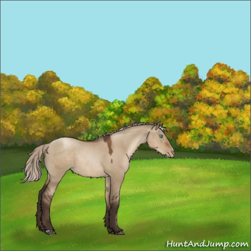 Horse Color:Gray Silver Grullo Pearl Rabicano 