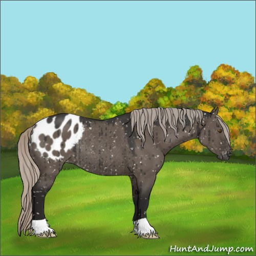Horse Color:Gray Silver Grullo Appaloosa Rabicano Brindle 