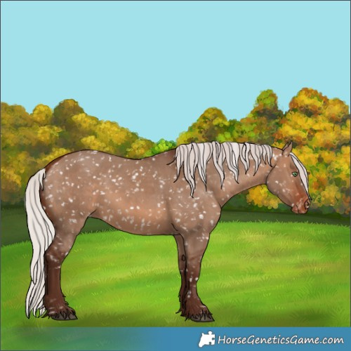 Horse Color:Silver Brown Dun Appaloosa 