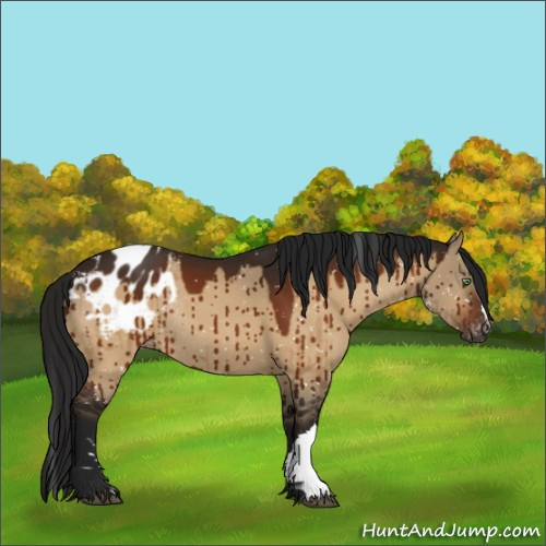 Horse Color:Gray Brown Dun Appaloosa Rabicano Brindle 