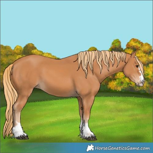 Horse Color:Chestnut 