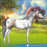 Horse Color:Gray Bay Roan Tobiano 