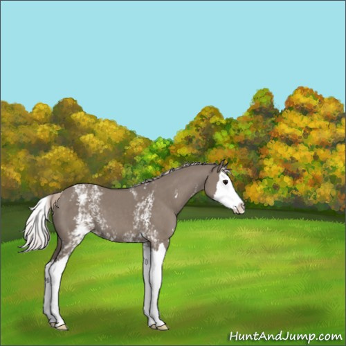 Horse Color:White Spotted Silver Grullo Splash 