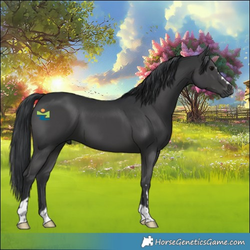 Horse Color:Black 