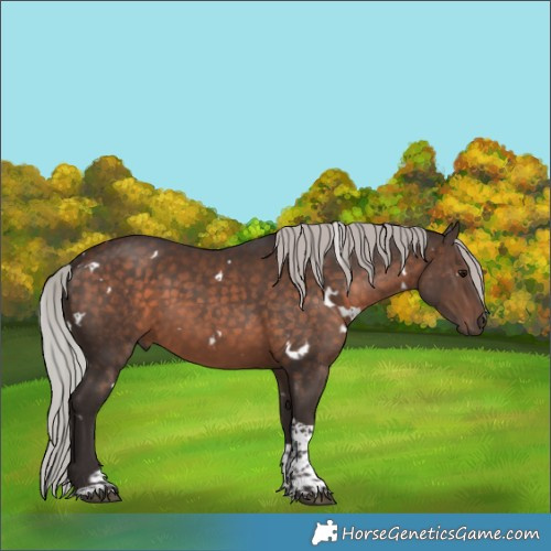 Horse Color:White Spotted Silver Brown Tobiano Rabicano 