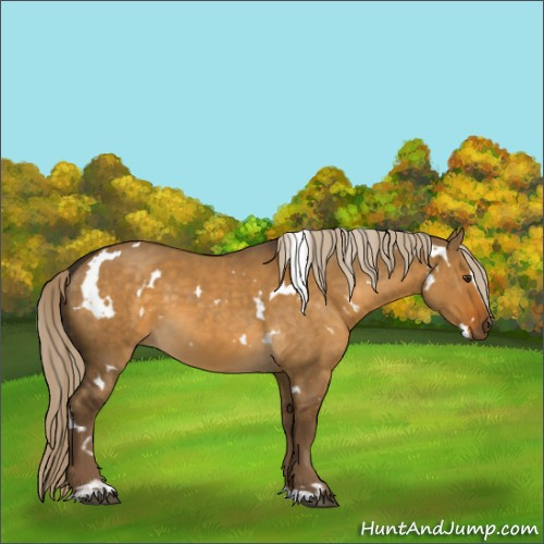 Horse Color:White Spotted Chocolate Palomino Dun Sabino 