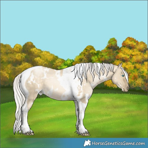 Horse Color:White Spotted Silver Buckskin Pearl Dun Tobiano 